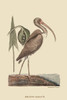 Brown Curlew.  High quality vintage art reproduction by Buyenlarge.  One of many rare and wonderful images brought forward in time.  I hope they bring you pleasure each and every time you look at them. Poster Print by Catesby Catesby - Item # VARBLL0