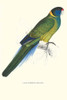 Bauer's Parakeet.  High quality vintage art reproduction by Buyenlarge.  One of many rare and wonderful images brought forward in time.  I hope they bring you pleasure each and every time you look at them. Poster Print by Edward  Lear - Item # VARBLL