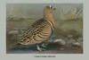 Lowe's Sand Grouse.  High quality vintage art reproduction by Buyenlarge.  One of many rare and wonderful images brought forward in time.  I hope they bring you pleasure each and every time you look at them. Poster Print by Louis Agassiz  Fuertes - I