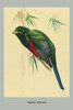 Narina Trogon.  High quality vintage art reproduction by Buyenlarge.  One of many rare and wonderful images brought forward in time.  I hope they bring you pleasure each and every time you look at them. Poster Print by Louis Agassiz  Fuertes - Item #