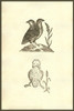 Pullus Dicephalos & Dirrhynchos.  Chicken with two heads or deformity.   From the 1642 book Monstrorum Historia by Ulisse Aldrovandi .   He is considered the founder of modern Natural History. Poster Print by Ulisse Aldrovandi - Item # VARBLL05874180