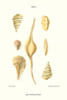 bubble  shells .  High quality vintage art reproduction by Buyenlarge.  One of many rare and wonderful images brought forward in time.  I hope they bring you pleasure each and every time you look at them. Poster Print by John  Mawe - Item # VARBLL058