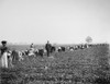 Virginia: Strawberry Farm. /Na White Overseer And Two Children Observe The Harvest Of Strawberries By African American Workers On A Plantation In Virginia. Photograph, Mid Or Late 19Th Century. Poster Print by Granger Collection - Item # VARGRC017280