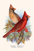 Cardinalis cardinalis.  High quality vintage art reproduction by Buyenlarge.  One of many rare and wonderful images brought forward in time.  I hope they bring you pleasure each and every time you look at them. Poster Print by F.W.  Frohawk - Item #