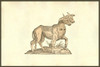 Vitulus biceps quator oculis, calf with one body and two heads with eyes on its chest.   From the 1642 book Monstrorum Historia by Ulisse Aldrovandi .   He is considered the founder of modern Natural History. Poster Print by Ulisse Aldrovandi - Item