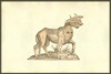 Vitulus biceps quator oculis, calf with one body and two heads with eyes on its chest.   From the 1642 book Monstrorum Historia by Ulisse Aldrovandi .   He is considered the founder of modern Natural History. Poster Print by Ulisse Aldrovandi - Item