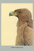 African Tawny Eagle.  High quality vintage art reproduction by Buyenlarge.  One of many rare and wonderful images brought forward in time.  I hope they bring you pleasure each and every time you look at them. Poster Print by Louis Agassiz  Fuertes -