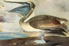 Brown Pelican .  High quality vintage art reproduction by Buyenlarge.  One of many rare and wonderful images brought forward in time.  I hope they bring you pleasure each and every time you look at them. Poster Print by John James Audubon - Item # VA