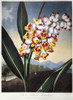 Thornton: Shell Ginger. /N'The Nodding Renealmia,' Or Shell Ginger (Alpinia Zerumbet). Engraving By Caldwall After A Painting By Peter Henderson For 'The Temple Of Flora,' By British Botanist Robert John Thornton, 1801. Poster Print by Granger Collec