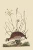 Partridge or American Coq.  High quality vintage art reproduction by Buyenlarge.  One of many rare and wonderful images brought forward in time.  I hope they bring you pleasure each and every time you look at them. Poster Print by Catesby Catesby - I
