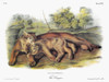 Audubon: Cougar. /Na Female Cougar (Puma Concolor), Also Known As A Puma Or Mountain Lion, And Her Cub. Lithograph, C1851, After A Painting By John Woodhouse Audubon For John James Audubon'S 'Viviparous Quadrupeds Of North America.' Poster Print by G