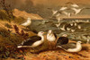 Seagulls.  High quality vintage art reproduction by Buyenlarge.  One of many rare and wonderful images brought forward in time.  I hope they bring you pleasure each and every time you look at them. Poster Print by F.W.  Kuhnert - Item # VARBLL0587166