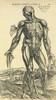 Front Of Male Human Body. Anatomical Study Originally Published In De Humani Corporis Fabrica Libri Septem (On The Fabric Of The Human Body In Seven Books) By Andreas Vesalius, Published Basel, 1543. This Image After A 19Th Century Reproduction. Post