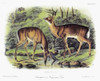 Audubon: Deer. /Na Male (Left) And Female White-Tailed Deer (Odocoileus Virginianus). Lithograph, C1854, After A Painting By John Woodhouse Audubon For John James Audubon'S 'Viviparous Quadrupeds Of North America.' Poster Print by Granger Collection