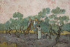 Women Picking Olives.  High quality vintage art reproduction by Buyenlarge.  One of many rare and wonderful images brought forward in time.  I hope they bring you pleasure each and every time you look at them. Poster Print by Vincent Van Gogh - Item