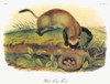 Audubon: Ferret. /Nblack-Footed Ferret, Or American Polecat (Mustela Nigripes). Lithograph, C1851, After A Painting By John Woodhouse Audubon For John James Audubon'S 'Viviparous Quadrupeds Of North America.' Poster Print by Granger Collection - Item