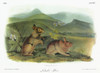 Audubon: Rabbit. /Nmountain, Or Nuttall'S, Cottontail (Sylvilagus Nuttallii), Formerly Nuttall'S Hare (Lepus Nuttallii). Lithograph, C1851, After A Painting By John Woodhouse Audubon For John James Audubon'S 'Viviparous Quadrupeds Of North America.'
