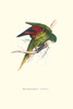 Lesser Maton's Parakeet.  High quality vintage art reproduction by Buyenlarge.  One of many rare and wonderful images brought forward in time.  I hope they bring you pleasure each and every time you look at them. Poster Print by Edward  Lear - Item #