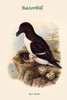 Alca Torda - Razorbill.  High quality vintage art reproduction by Buyenlarge.  One of many rare and wonderful images brought forward in time.  I hope they bring you pleasure each and every time you look at them. Poster Print by John  Gould - Item # V