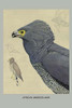 African Harrier Hawk.  High quality vintage art reproduction by Buyenlarge.  One of many rare and wonderful images brought forward in time.  I hope they bring you pleasure each and every time you look at them. Poster Print by Louis Agassiz  Fuertes -