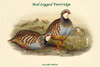 Caccabis Rubra - Red-Legged Partridge.  High quality vintage art reproduction by Buyenlarge.  One of many rare and wonderful images brought forward in time.  I hope they bring you pleasure each and every time you look at them. Poster Print by John  G