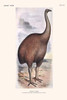 Diornis Ingens .  High quality vintage art reproduction by Buyenlarge.  One of many rare and wonderful images brought forward in time.  I hope they bring you pleasure each and every time you look at them. Poster Print by Lionel Walter  Rothschild - I