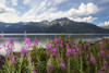 A colourful patch of fireweed stands between the Seward Highway and the the waters of Turnagain Arm, Kenai Mountains in background, South-central Alaska; Alaska, United States of America Poster Print by Doug Lindstrand / Design Pics - Item # VARDPI12