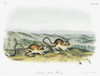 Audubon: Kangaroo Rat. /Nphillips' Kangaroo Rat (Dipodomys Phillipsii). Lithograph, C1854, After A Painting By John Woodhouse Audubon For John James Audubon'S 'Viviparous Quadrupeds Of North America.' Poster Print by Granger Collection - Item # VARGR