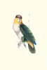 Bay Headed Parrot.  High quality vintage art reproduction by Buyenlarge.  One of many rare and wonderful images brought forward in time.  I hope they bring you pleasure each and every time you look at them. Poster Print by Edward  Lear - Item # VARBL