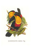 Ramphastos vitrllinus ariel.  High quality vintage art reproduction by Buyenlarge.  One of many rare and wonderful images brought forward in time.  I hope they bring you pleasure each and every time you look at them. Poster Print by John  Gould - Ite