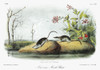 Audubon: Shrew. /Namerican, Or Northern, Water Shrew (Sorex Palustris). Lithograph, C1854, After A Painting By John Woodhouse Audubon For John James Audubon'S 'Viviparous Quadrupeds Of North America.' Poster Print by Granger Collection - Item # VARGR