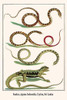 Serpentes, Agamidae.  High quality vintage art reproduction by Buyenlarge.  One of many rare and wonderful images brought forward in time.  I hope they bring you pleasure each and every time you look at them. Poster Print by Albertus  Seba - Item # V