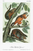 Audubon: Squirrel. /Nmexican Gray, Or Red-Bellied, Squirrel (Sciurus Aureogaster Aureogaster). Lithograph, C1849, After A Painting By John James Audubon For His 'Viviparous Quadrupeds Of North America.' Poster Print by Granger Collection - Item # VAR