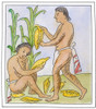 Aztec Farmers. /Naztec Farmers Harvesting The Corn Crop. Line Drawing From The Codex Florentino, A Treatise By Bernardino De Sahagun (1499-1590) On The Aztecs And The Spanish Conquest Of Mexico. Poster Print by Granger Collection - Item # VARGRC01051