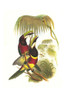Pteroglossus bitorquatus.  High quality vintage art reproduction by Buyenlarge.  One of many rare and wonderful images brought forward in time.  I hope they bring you pleasure each and every time you look at them. Poster Print by John  Gould - Item #