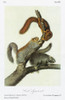 Audubon: Squirrel. /Ndelmarva Fox Squirrel, Or Cat Squirrel (Sciurus Niger Cinereus). Lithograph, C1849, After A Painting By John James Audubon For His 'Viviparous Quadrupeds Of North America.' Poster Print by Granger Collection - Item # VARGRC035283