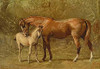 Originally published separately, these prints were combined into a book in 1873 and a section on veterinary medicine was added.  Thoroughbred mare and foal from original painting by Alfred Corbould esq.. Poster Print by Samuel Sidney - Item # VARBLL0