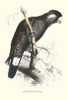 Baudine's Cockatoo.  High quality vintage art reproduction by Buyenlarge.  One of many rare and wonderful images brought forward in time.  I hope they bring you pleasure each and every time you look at them. Poster Print by Edward  Lear - Item # VARB