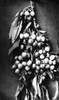 Oregon: Cherries, C1900. /Nbunch Of Cherries Grown On The Estate Of Peter Britt (Horticulturalist, Vintner, Pioneer, And Photographer) On His Estate At Jacksonville, Oregon. Photographed C1900. Poster Print by Granger Collection - Item # VARGRC009379