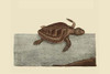 Loggerhead Turtle.  High quality vintage art reproduction by Buyenlarge.  One of many rare and wonderful images brought forward in time.  I hope they bring you pleasure each and every time you look at them. Poster Print by Catesby Catesby - Item # VA