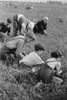 Child Labor During The Great Depression. A Family Of Italian-American From Philadelphia Work In Cranberry Bog. Large Families Were Hired And The Children Missed The First Two Months Of The School Year. Burlington County New Jersey - Item # VAREVCHISL