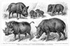Varieties Of Swine. /N1. Wild Boar (Sus Scrofa); 2. Collared Peccary (Dicotyles Torquatus); 3. Warthog (Macrocephalus Africanus); 4. Babirusa (Babirussa Babirussa). Line Engraving, German, Late 19Th Century. Poster Print by Granger Collection - Item