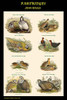 Composite Partridge Classroom Poster.  High quality vintage art reproduction by Buyenlarge.  One of many rare and wonderful images brought forward in time.  I hope they bring you pleasure each and every time you look at them. Poster Print by John  Go