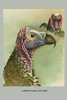 Lappet Faced Vulture.  High quality vintage art reproduction by Buyenlarge.  One of many rare and wonderful images brought forward in time.  I hope they bring you pleasure each and every time you look at them. Poster Print by Louis Agassiz  Fuertes -