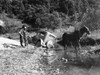Rural Transportation, 1940. /Na Car Stuck In A Creek Bed After An Attempted Crossing; The Mule Was Used To Pull Out The Car. Photographed In September 1940 By Marion Post Wolcott In Breathitt County, Kentucky. Poster Print by Granger Collection - Ite