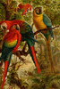 Macaws.  High quality vintage art reproduction by Buyenlarge.  One of many rare and wonderful images brought forward in time.  I hope they bring you pleasure each and every time you look at them. Poster Print by F.W.  Kuhnert - Item # VARBLL058716552