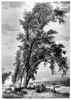 Iowa: Council Bluffs, 1855. /Na Group Of Cottonwood Trees Beside The Ferry Landing At Council Bluffs, Iowa, On The Mormon Trail. Steel Engraving, English, 1855, By Charles Fenn, After A Sketch By Frederick Hawkins Piercy. Poster Print by Granger Coll