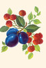 A trio of plums and raspberries.  In the 1930's the classic homemaker could purchase decals, applied by water, to decorate the kitchen, furniture, or anything else they desired.  These are samples directly from the salesman's sample book. Poster Prin