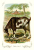 Goat on a farm.  High quality vintage art reproduction by Buyenlarge.  One of many rare and wonderful images brought forward in time.  I hope they bring you pleasure each and every time you look at them. Poster Print by unknown - Item # VARBLL0587111