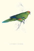 Pacific Parakeet.  High quality vintage art reproduction by Buyenlarge.  One of many rare and wonderful images brought forward in time.  I hope they bring you pleasure each and every time you look at them. Poster Print by Edward  Lear - Item # VARBLL
